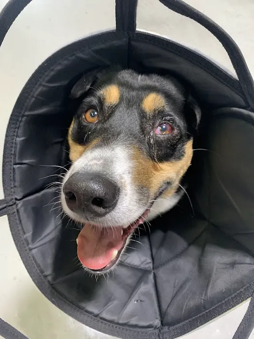 Eye Care Clinic For Animals Pc Picture 10