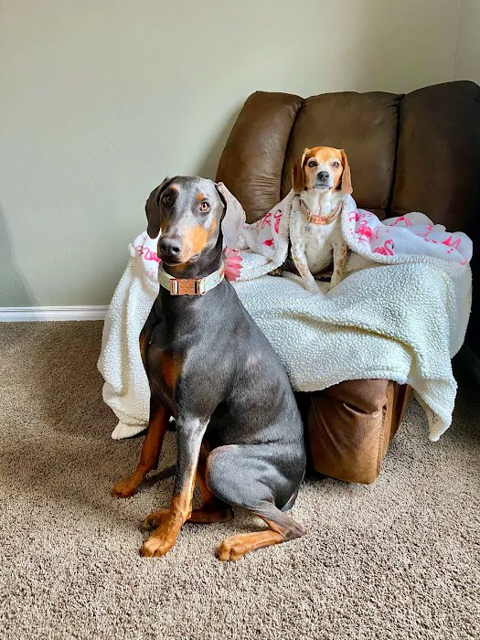 Silver Leaf Animal Hospital Picture 1