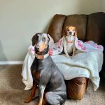 Silver Leaf Animal Hospital