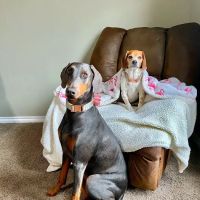 Silver Leaf Animal Hospital ico