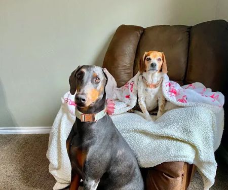 Silver Leaf Animal Hospital