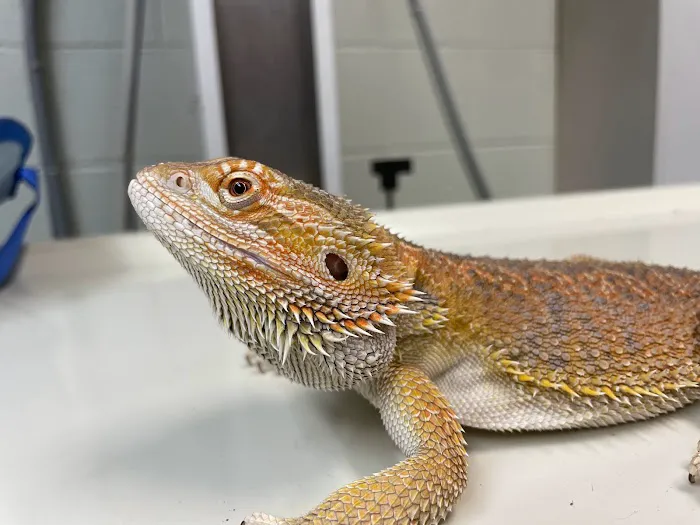 Silver Leaf Animal Hospital Picture 2