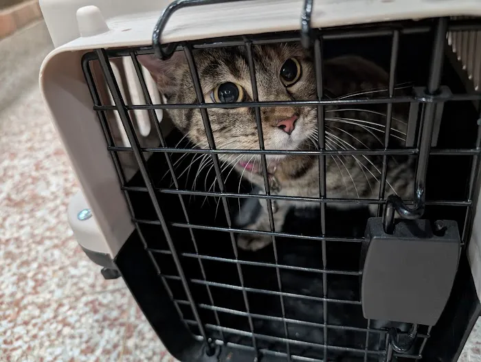 Silver Leaf Animal Hospital Picture 3