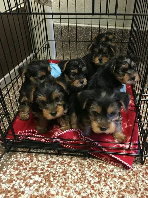 Silver Leaf Animal Hospital Picture 4