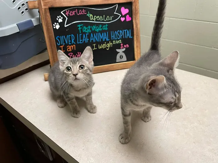 Silver Leaf Animal Hospital Picture 6