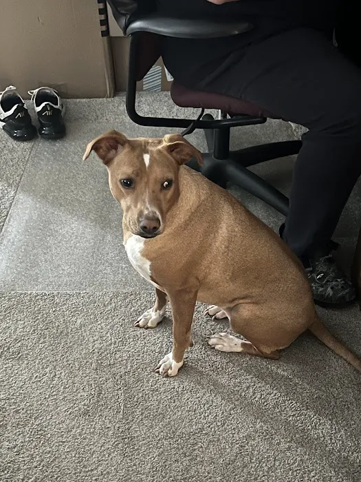 Silver Leaf Animal Hospital Picture 5