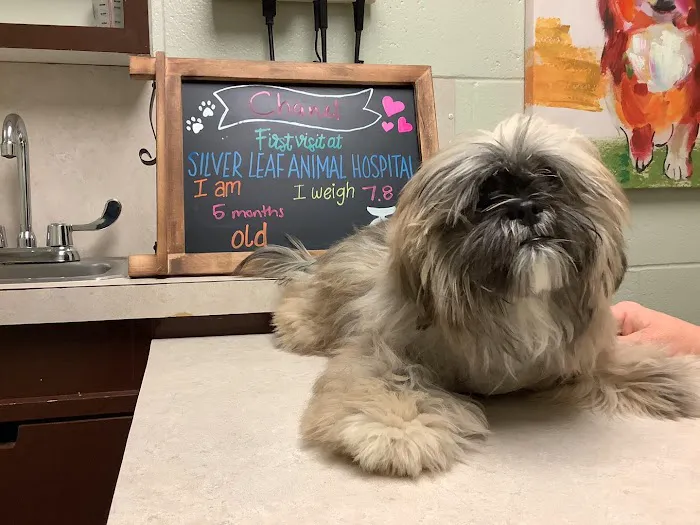 Silver Leaf Animal Hospital Picture 10