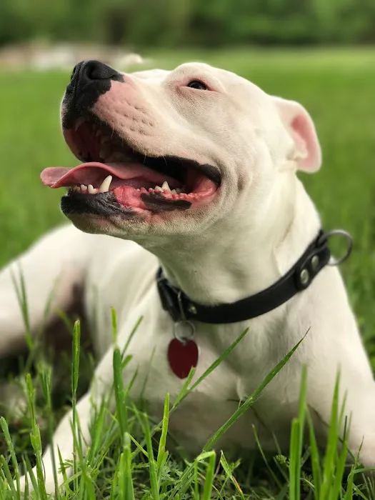 Eastmoor Animal Clinic Picture 1