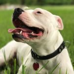 Eastmoor Animal Clinic