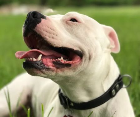 Eastmoor Animal Clinic