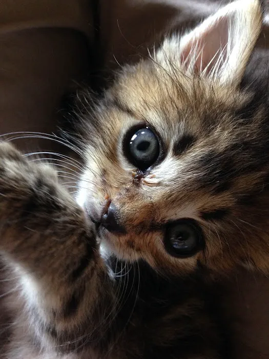 Eastmoor Animal Clinic Picture 4