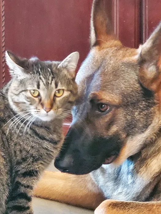 Eastmoor Animal Clinic Picture 3