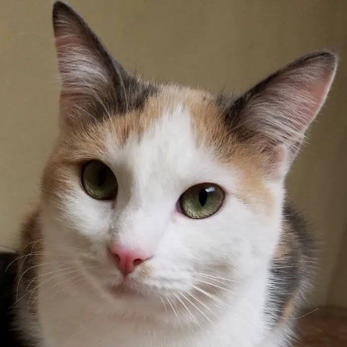 Eastmoor Animal Clinic Picture 8