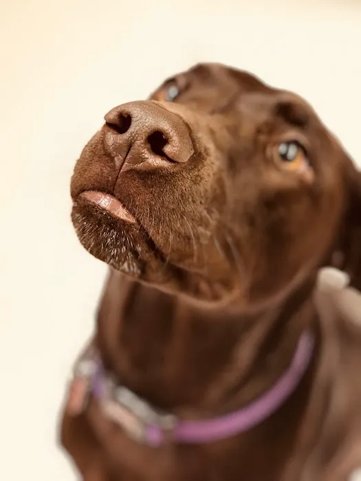 Eastmoor Animal Clinic Picture 9