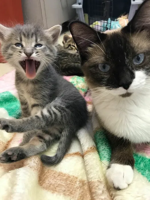 Eastmoor Animal Clinic Picture 10