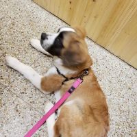 Shields Animal Clinic ico