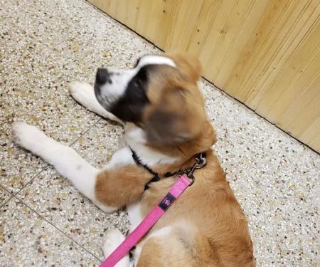 Shields Animal Clinic