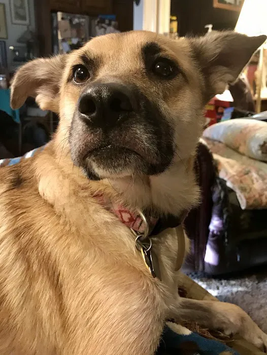 Shields Animal Clinic Picture 4