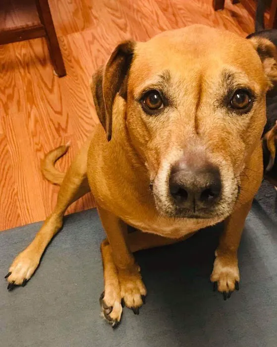 Shields Animal Clinic Picture 6