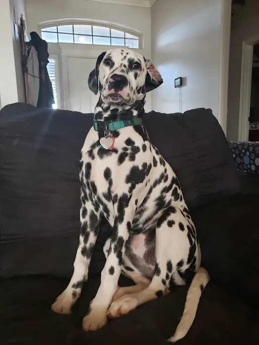 Shields Animal Clinic Picture 7