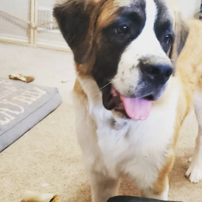 Shields Animal Clinic Picture 9