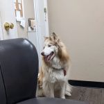 Scroggins Animal Hospital