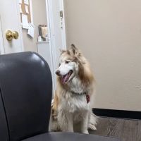 Scroggins Animal Hospital ico