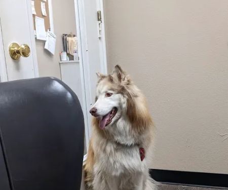 Scroggins Animal Hospital