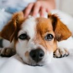 Vet Sense Urgent Pet Care, PLLC