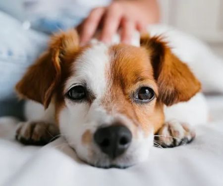 Vet Sense Urgent Pet Care, PLLC