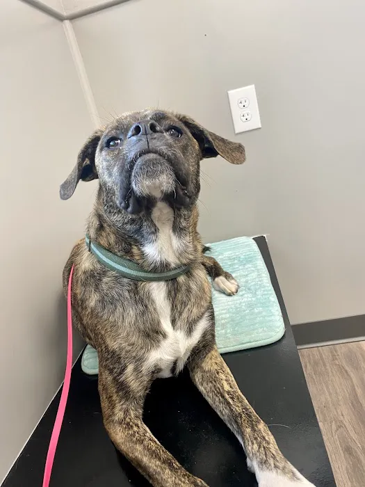 Vet Sense Urgent Pet Care, PLLC Picture 3