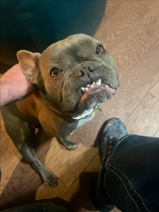 Vet Sense Urgent Pet Care, PLLC Picture 4