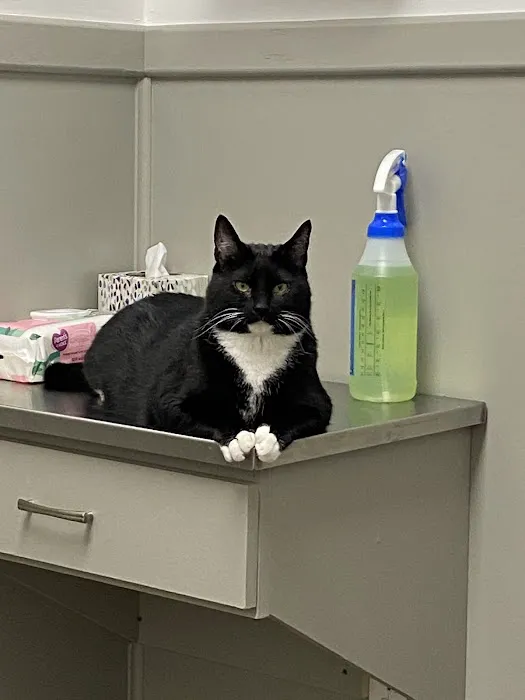 Vet Sense Urgent Pet Care, PLLC Picture 2