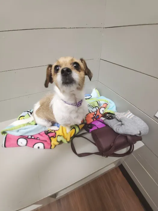 SpayXperts PLUS, Affordable Vet Care Picture 5