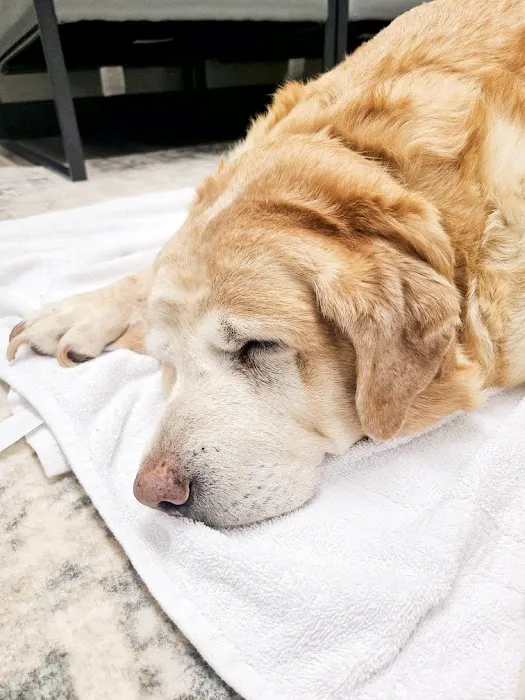 SpayXperts PLUS, Affordable Vet Care Picture 3