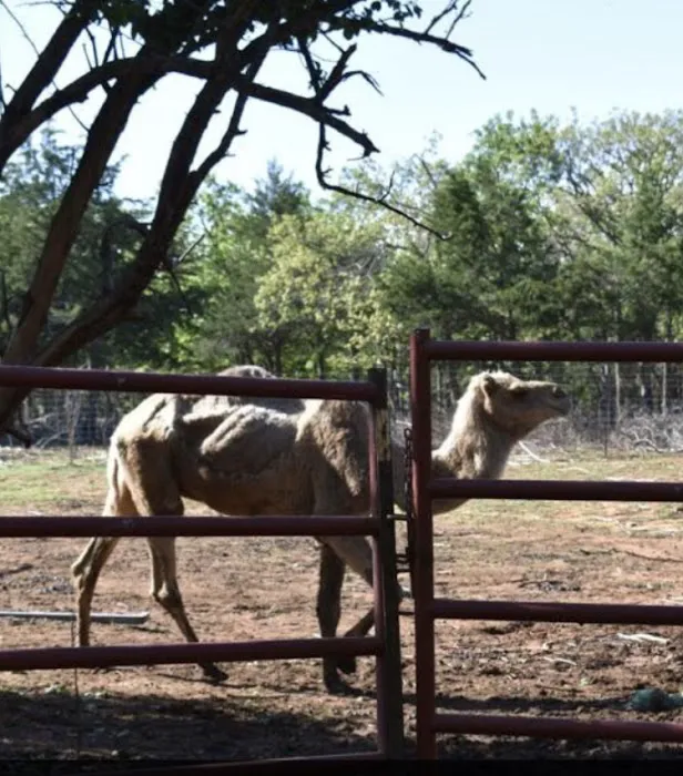 Stachmus Aaron T DVM Picture 2