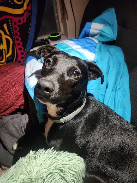 Brookwood Animal Clinic Picture 1