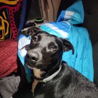 Brookwood Animal Clinic ico