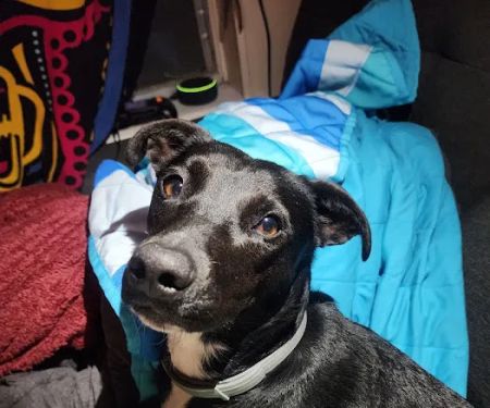 Brookwood Animal Clinic