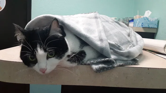 Brookwood Animal Clinic Picture 3