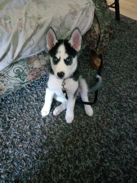 Brookwood Animal Clinic Picture 2