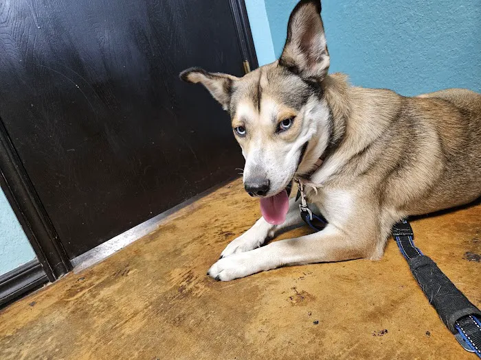 Brookwood Animal Clinic Picture 8