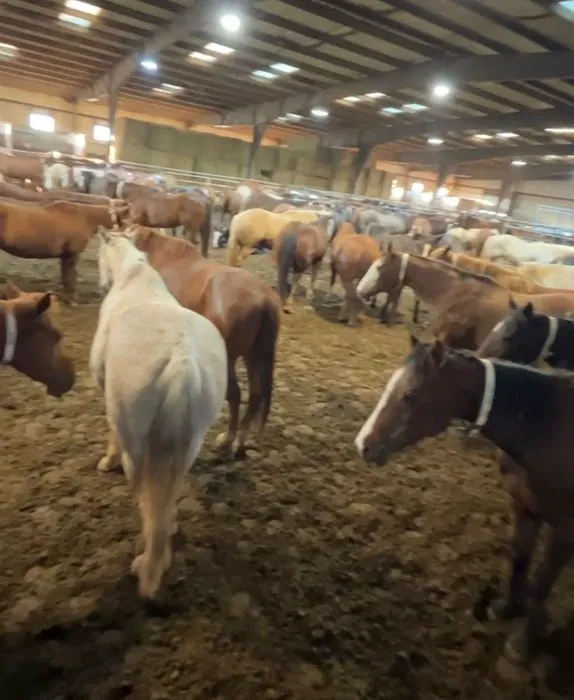 Noble Equine Services Hwy 39 Picture 2