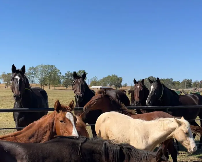 Noble Equine Services Hwy 39 Picture 9