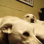 Pauls Valley Veterinary Clinic