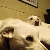 Pauls Valley Veterinary Clinic ico