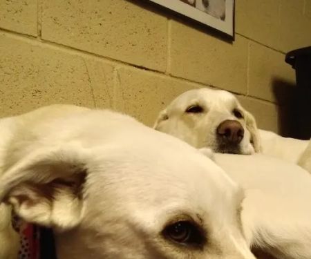 Pauls Valley Veterinary Clinic