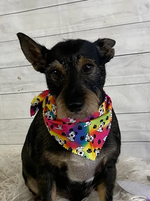 Williamsburg Small Animal Hospital Picture 1