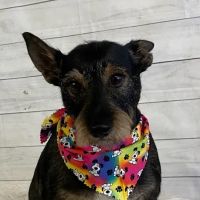 Williamsburg Small Animal Hospital ico