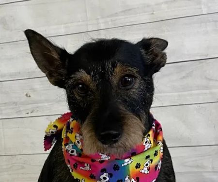 Williamsburg Small Animal Hospital